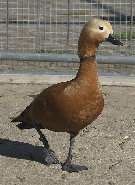 在西悉