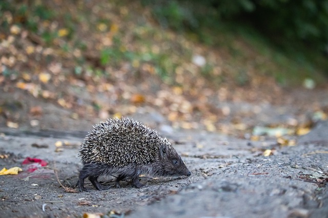 风格与欧洲 风格与欧洲